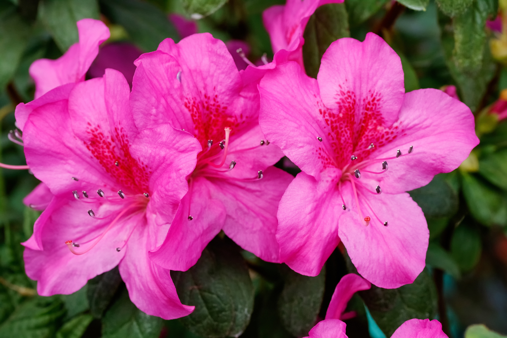 5 Outdoor Plants & Flowers to Add Color to Your Backyard