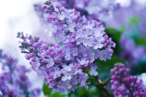 7 Beautiful Flowering Shrubs to Add Color and Aroma to Your Outdoor Oasis, Absolutely Outdoors, Woodlands TX